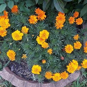 Meet your Posher, Connie